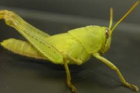 GueFebi's profile picture. Gue Febi Nih