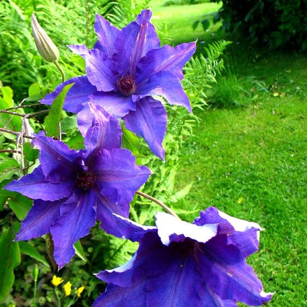 Tweeting about wildlife, wild garden, tame-ish Shetland Sheep, chickens, Indian runner ducks, geriatric geese and bees.