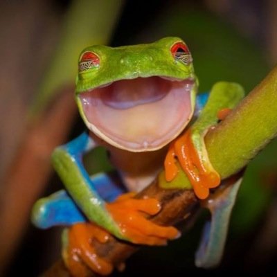 ElbydEnnaoj's profile picture. 