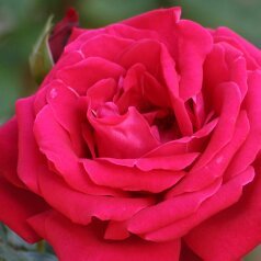 ElyRos24's profile picture. 