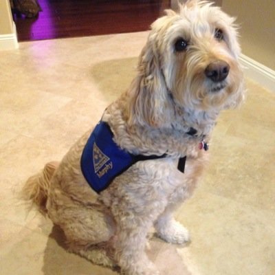 Trying to educate young adults in SCV on the imprtance and process of becoming a therapy dog team!