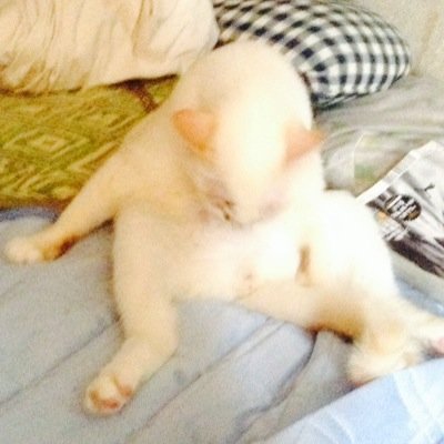 あおい
