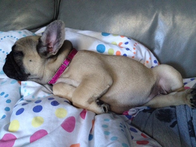 donutfrenchie's profile picture. Hello World! My name is Donut, I am the new pooch on the block. Come join me on my adventures through puppyhood and beyond. #donutthefrenchie