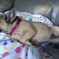 Donut the Frenchie (@donutfrenchie) 's Twitter Profile
