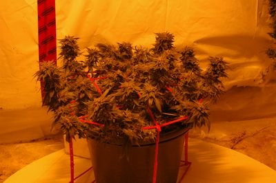 ezSCROG is the easiest and most efficient device to ScrOG plants. Designed to be durable and reusable, ezSCROG takes no time to assemble.