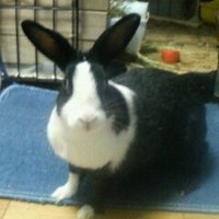 は〜び〜 (@harveykimkim) 's Twitter Profile