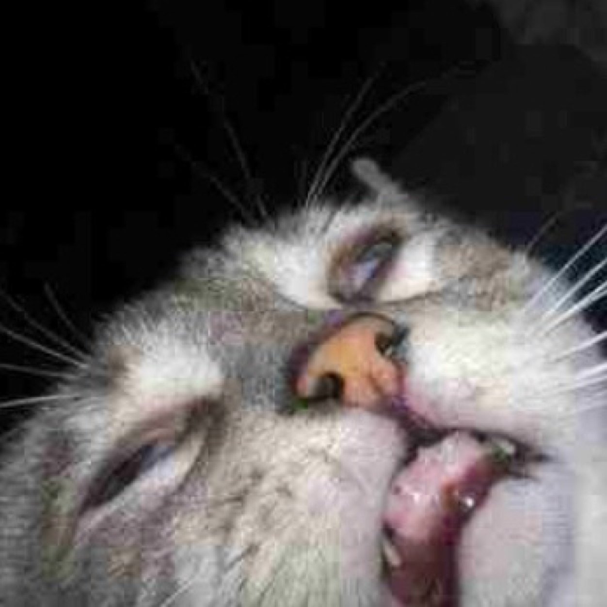 Sarcasm_Chick's profile picture. Sarcasm: because killing people is illegal....