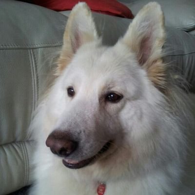 PollyMoug's profile picture. 