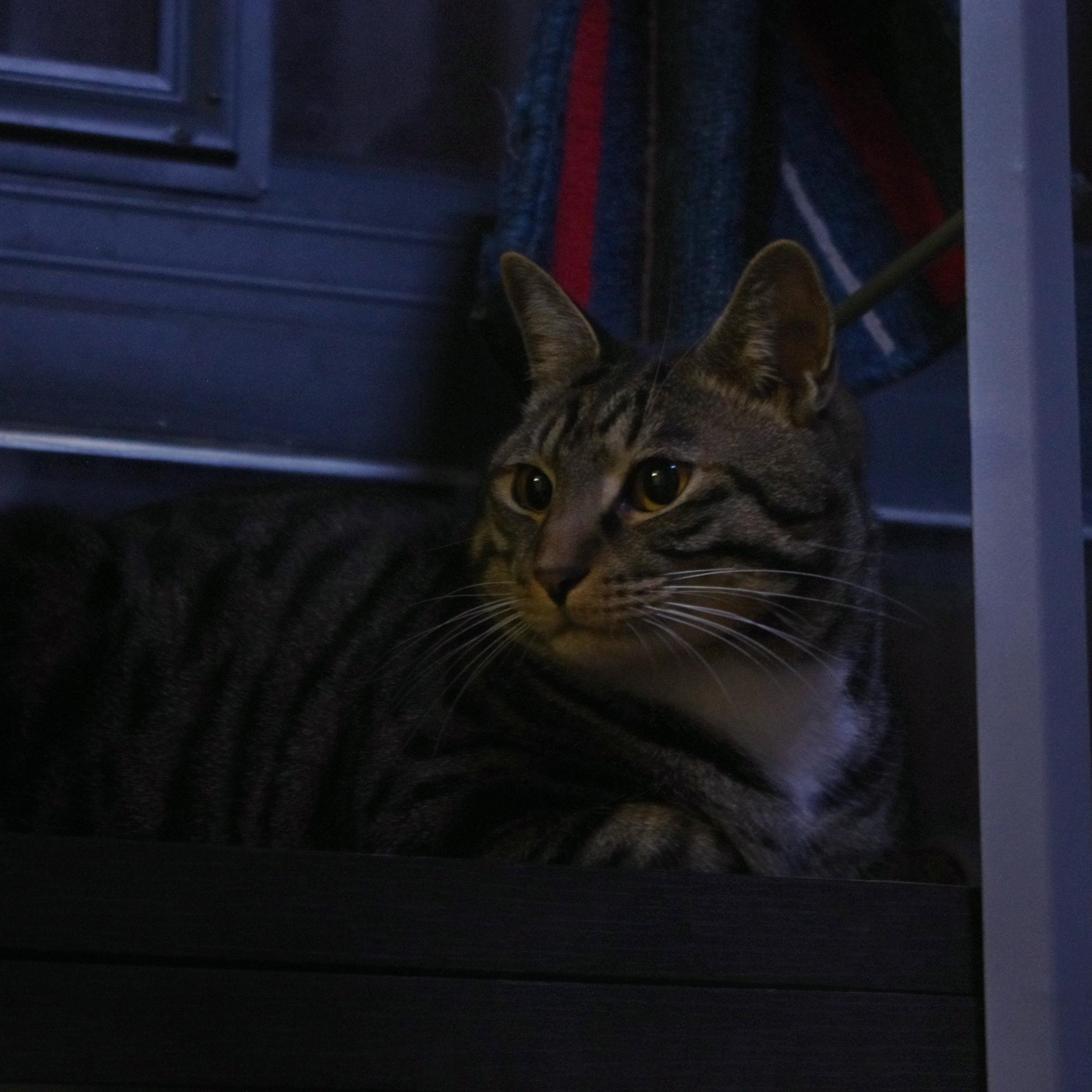 RomanGol's profile picture. 