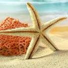 SeatoLandDesign's profile picture. Wedding and Home Decor inspired by the Sea