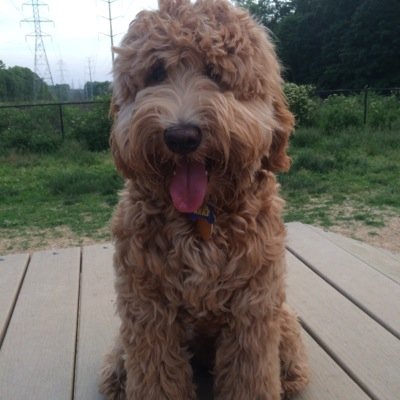 wheezy12345's profile picture. 