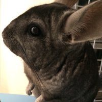 チンチラッキョ (@nezuminchu) 's Twitter Profile