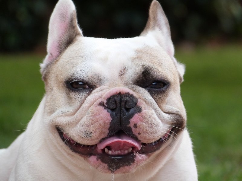hajosbulldy's profile picture. French Bulldog kennel