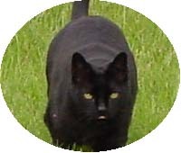 demonkittycat's profile picture. 