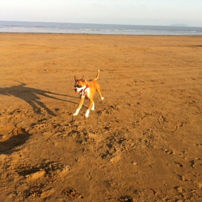 BDPDUK's profile picture. Uk boxer owners only please. Welcome to Boxer dog play dates uk A group for boxer dogs and thier owners to get together :)