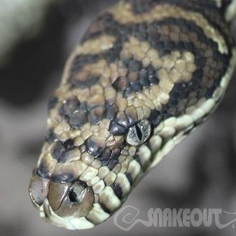 @SnakeOutBris