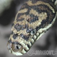 SnakeOutBrisbane(@SnakeOutBris) 's Twitter Profile Photo
