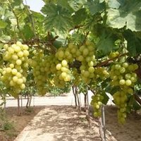 Alice Bennett (@vivalaproduce) 's Twitter Profile