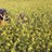 chethana_aries's profile image