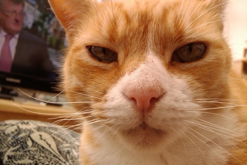 Me friends call me MAX! I hates the window cleaners, likes pees and Gizmo bullies me!