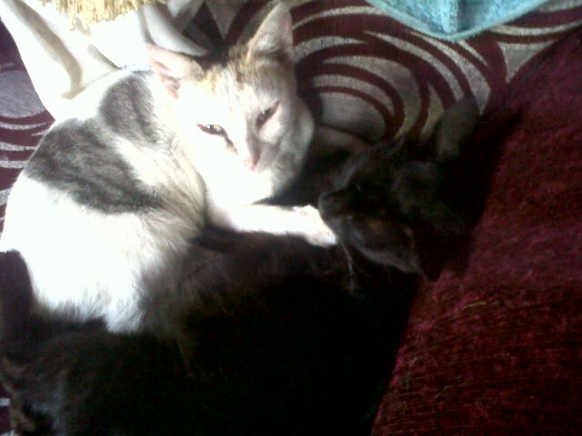 Thiara_ardila's profile picture. ALLAH  SWT is my lord,Prophet MUHAMMAD is my role model,ISLAM is my Life,QUR'AN is my guide ||Always positif|| I Like Blue Collor || 24C823BC