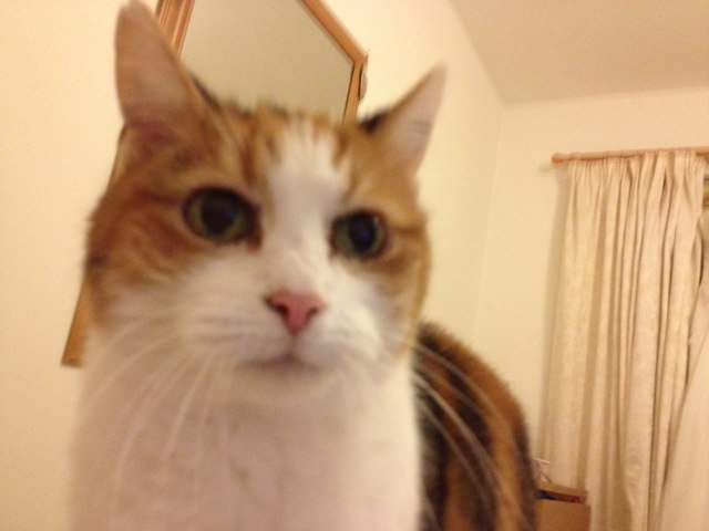 ChippiesUK's profile picture. Bonkers