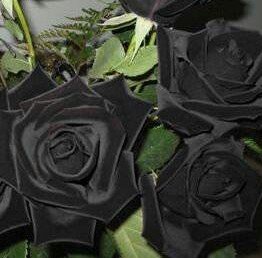 s_4n_06u's profile picture. 201205開始。会社員。Dreams Come True、吉田美和、中村正人。 サザンが好き。食べる、眠る、聴く、読む、観る。PP会員&ドリアプリプレミアム会員。