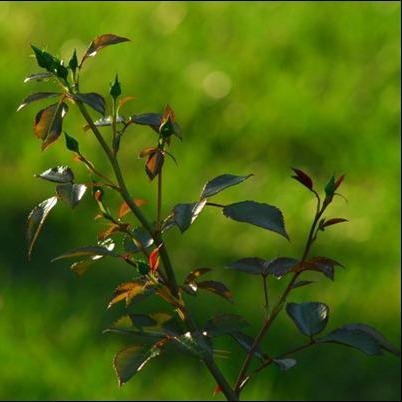 jbal3amel's profile picture. ‏‏على جبالها عزفنا الحان المجد والفداء ومع أبطالها خطينا ابجدية التاريخ المقاوم... 
للاشتراك عبر الوتس اب ارسل كلمة عروج على الرقم 0096176776106