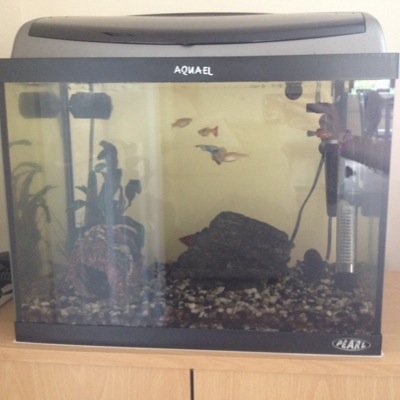 Like fish tanks ? like things ? 
Follow things on a fish tank !