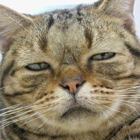 ね　こ　に　な　り　た　い