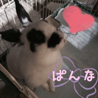 ぱんな専用のアカです♪ 小3から今まで、ずっとうさぎ一筋で飼っています♡ うさぎ好きさん♪フォロー・フォロバよろしくお願いします(●´人｀●)！ 更新低めです…