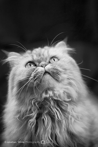 North West Based Photographer specialiasing in Pet Photography, Aviation & Wildlife Photography. http://t.co/SFhtzEl8nA