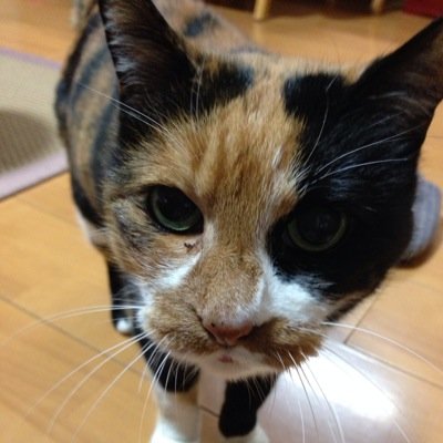 仙台→東京→名古屋→東京→福島→仙台 ジンギスカンのジンくんが大好き。中でもカンくん推し。子育て真っ最中の為なかなかイベント参戦できないけれど、羊飼いはやめられない！！フォロー、アンフォロー、その他何でも気軽に絡んでくださいね♪