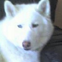 Me (@drlk64) 's Twitter Profile