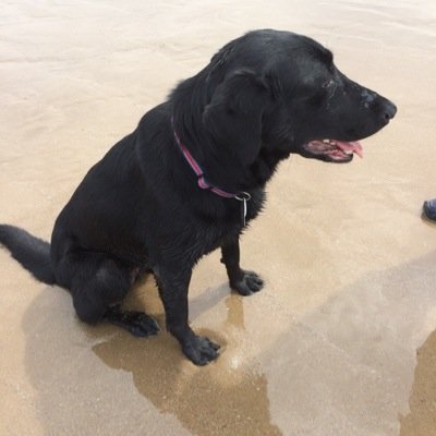 I am an ex MWD, injured in Afghanistan in 2012, now retired and living an exciting life!