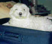 rleatherby's profile picture. I follow back - real accts only - #resister #Idiotinchief; Blue amidst red; NO MAGAts. I will NEVER claim that I am perfect. #RidenwithBiden #blacklivesmatter