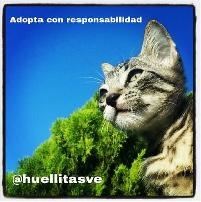 Quiero compartir información útil sobre perritos y gaticos. Mi mensaje: #AdoptaConResponsabilidad y #Esteriliza #NoAlMaltratoAnimal