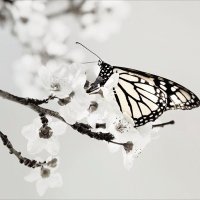 Afscheidsgedichten (@leonitagerssen) 's Twitter Profile