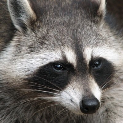 I'm just a racoon