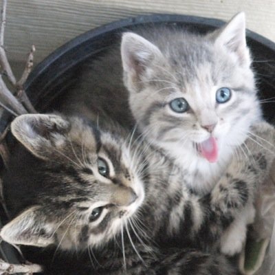 Scar: Brown tabby with brown eyes, tom kit, single crushing. Mischivious and uncaring. Scone: White tabby with blue eyes, shekit, single. Loving and shy.