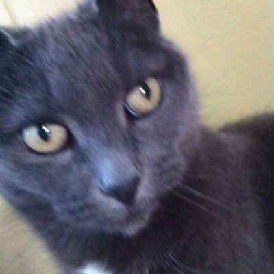 Bell alfred chester sampson