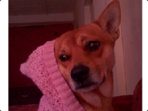 Ayudar a los animales es mi meta principal :) amo a los peludos odio a los humanos sin alma que le hacen daño a seres indefensos!! Dios es grande