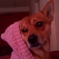 Amo a los animales«3 (@jaxandrap) 's Twitter Profile