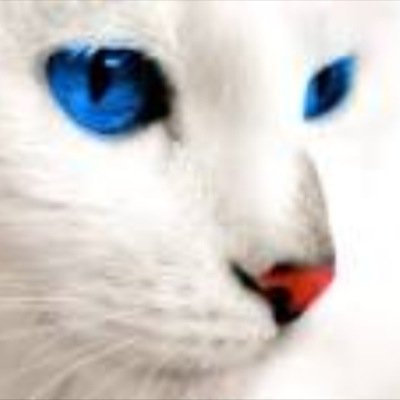 Mom: snowstar Dad: LG (deceased) I wish to be a caring medicine cat after I was injured in my lungs and cannot run or climb alot. Carting and curious