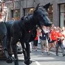 fleur taylor - @fleurtiger123 - Twitter