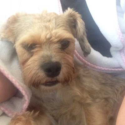 I'm Holly. After finding a forever new home, im exploring the world around me. Nice lady at the vets said im about 3. As i was a stray we know nothing.