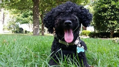 Tweet us a picture of ur pet or a wild animal u c & we'll retweet the best!