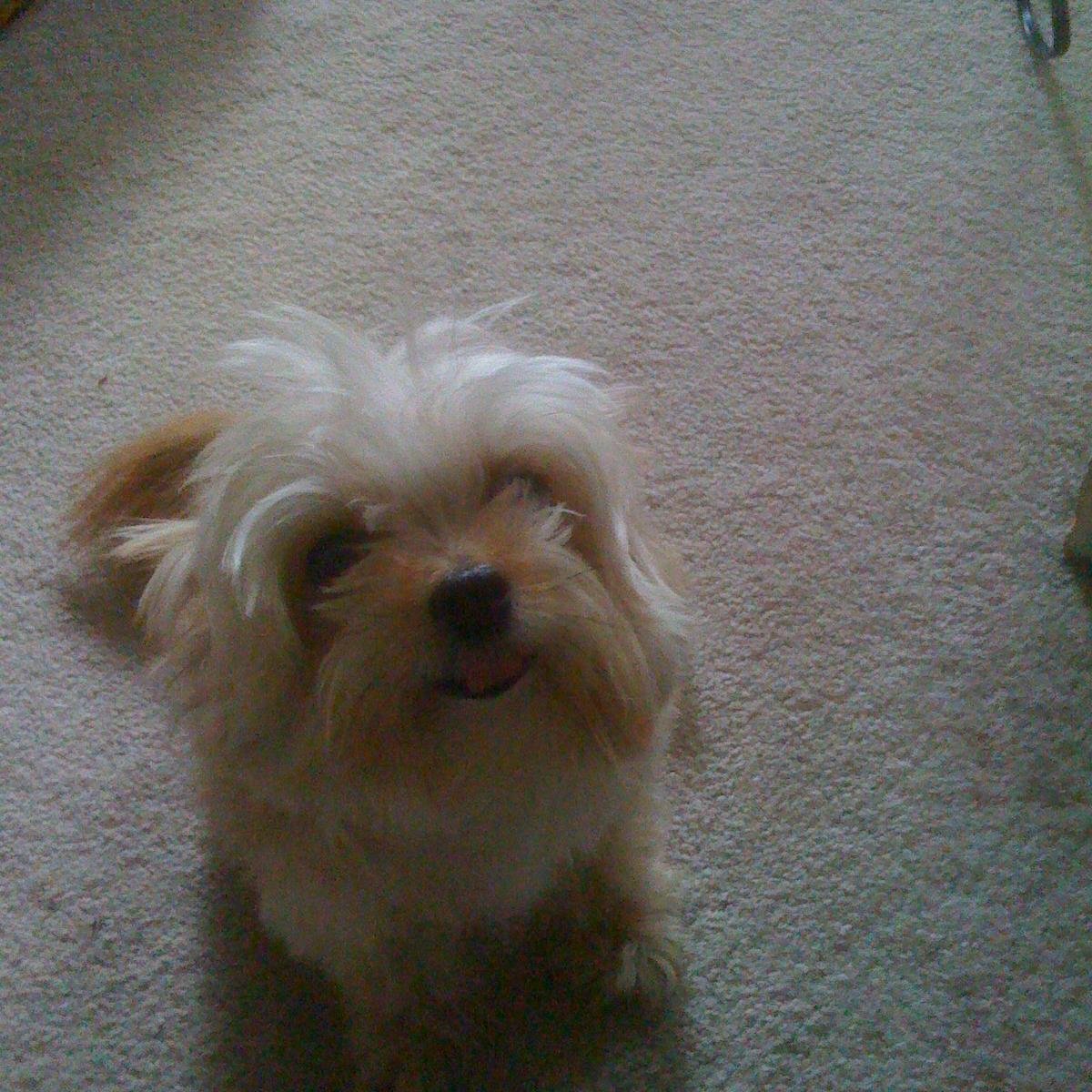 Yup, my pet fee to keep my Elvis and Peaches cost more than my car payment! lol!