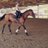 Profile Picture of Bits, Bows, & Butts (@@cal_equestrian) on Twitter