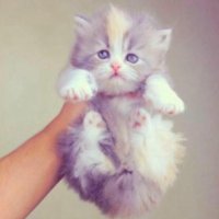 ˘بنتَ ذٱك الأمير♡' (@dodi_20111) 's Twitter Profile